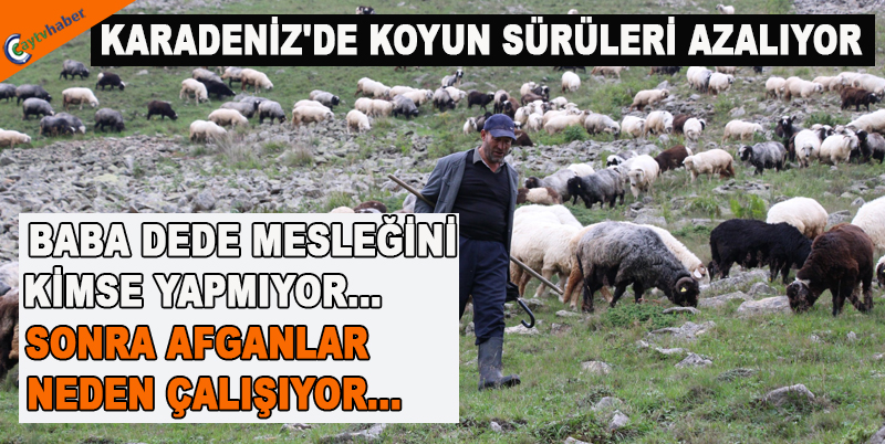 KARADENİZ'DE KOYUN SÜRÜLERİ AZALIYOR
