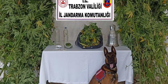 Evinin balkonunda esrar yetiştirince yakalandı