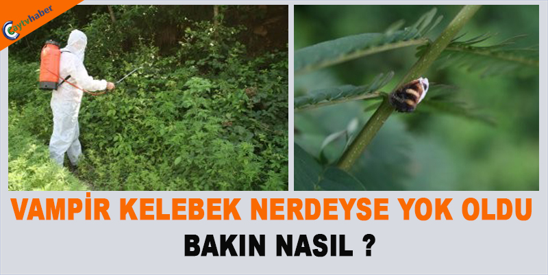 VAMPİR KELEBEK NERDEYSE YOK OLDU , BAKIN NASIL ?