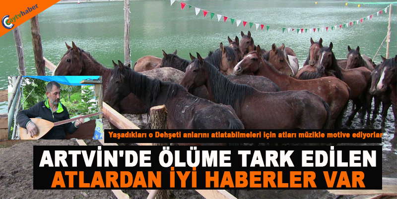 ARTVİN'DE ÖLÜME TARK EDİLEN ATLARDAN İYİ HABERLER VAR