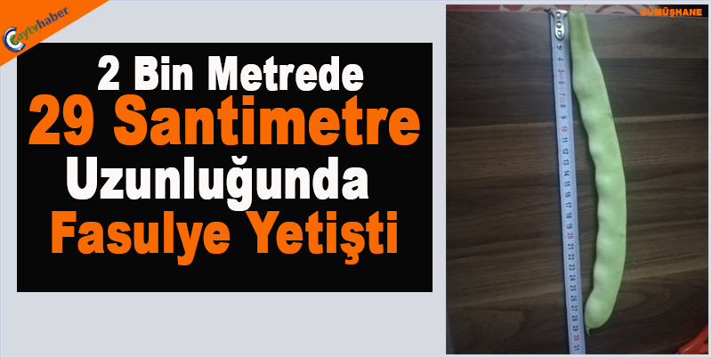 2 Bin Metrede 29 Santimetre Uzunluğunda Fasulye Yetişti