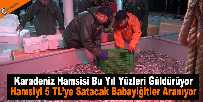 Karadeniz Hamsisi Bu Yıl yüzleri Güldürüyor , Hamsiyi 5 tl Satacak Babayiğitler Aranıyor