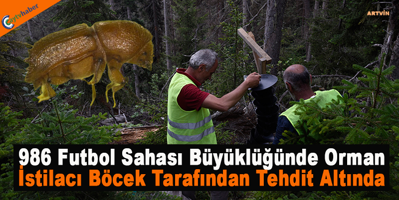 986 Futbol Sahası Büyüklüğünde Orman İstilacı Böcek Tarafından Tehdit Altında