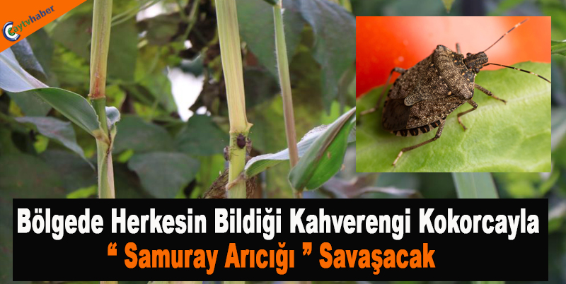Bölgede Herkesin Bildiği Kahverengi Kokorcayla Samuray Arıcığı Savaşacak