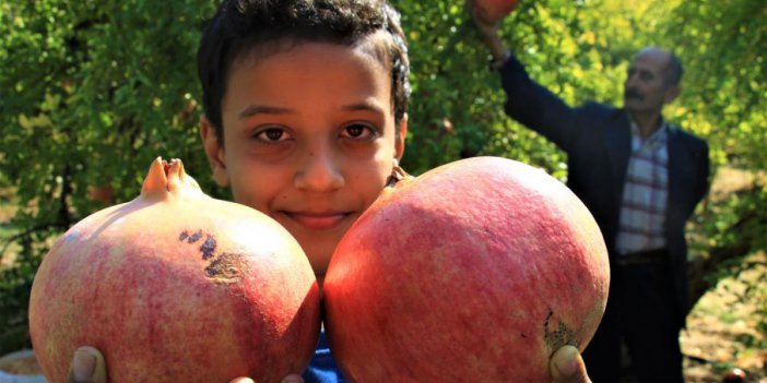 Gören şaşırıyor, bu narların tanesi 1,5 kilo