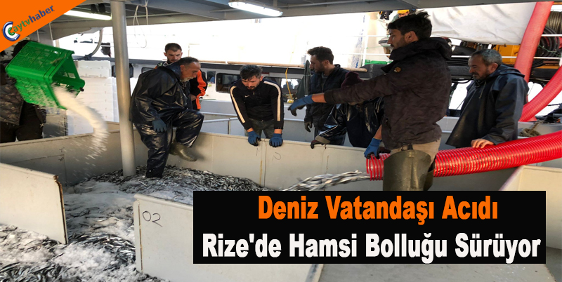 Deniz Vatandaşı Acıdı , Rize'de Hamsi Bolluğu Sürüyor