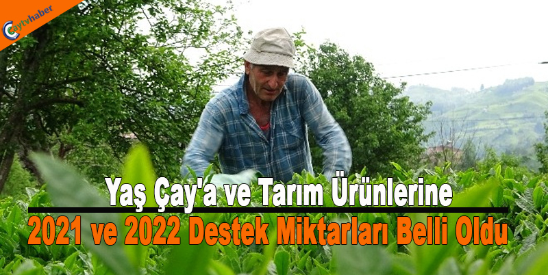 Yaş Çay'a ve Tarım Ürünlerine 2021 ve 2022 destek miktarları belli oldu