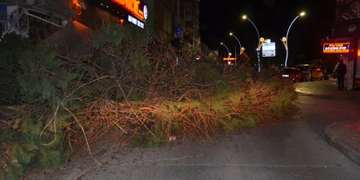 Devrilen ağacın altında kalan 1 kişi yaralandı