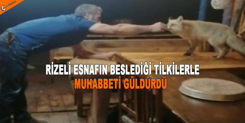 RİZELİ ESNAFIN BESLEDİĞİ TİLKİLERLE MUHABBETİ GÜLDÜRDÜ