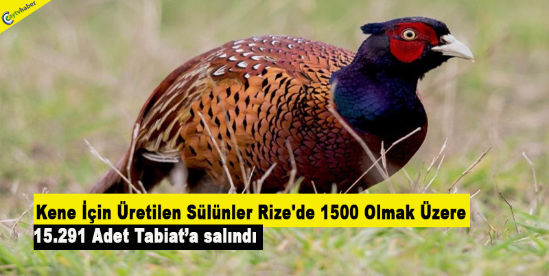 Kene İçin Üretilen Sülünler Rize'de 1500 Olmak Üzere 15.291 Adet Tabiata salındı