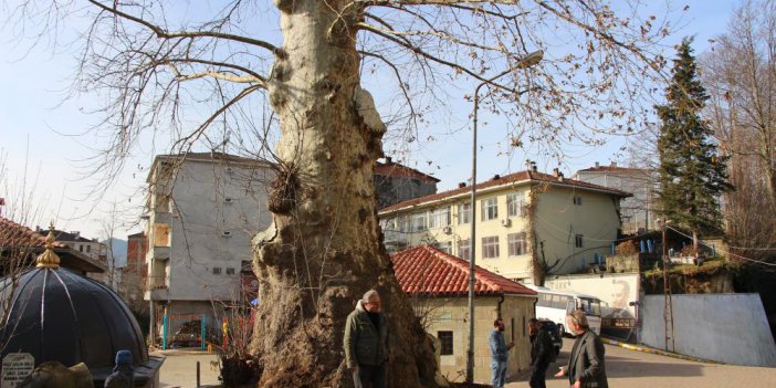 500 Yıllık çınar ağacı mahallenin sembolü oldu