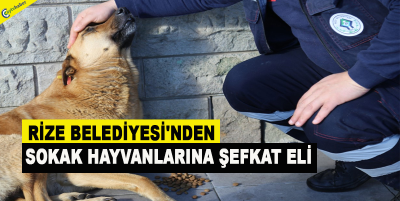 RİZE BELEDİYESİ'NDEN SOKAK HAYVANLARINA ŞEFKAT ELİ