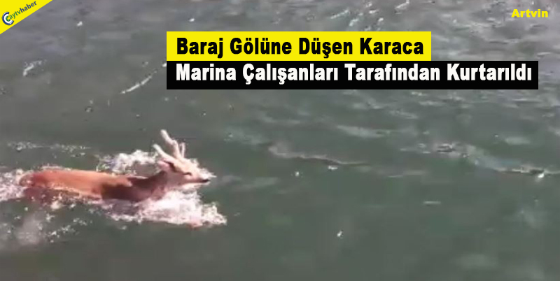 Baraj Gölüne Düşen Karaca Marina Çalışanları Tarafından Kurtarıldı