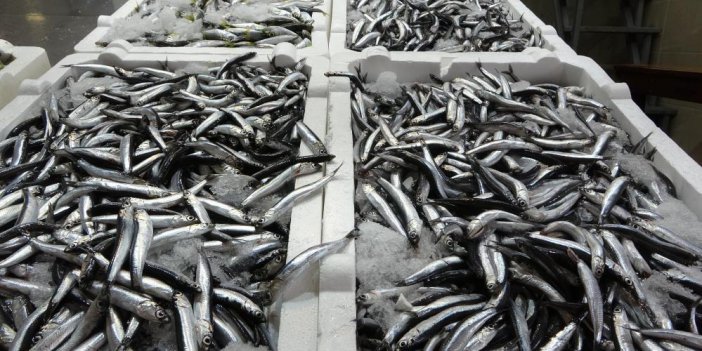 BEKLENEN GÜRCÜ HAMSİSİ TEZGAHLARDA FİYATLARI DÜŞÜRDÜ
