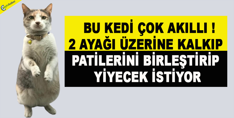 BU KEDİ ÇOK AKILLI , 2 AYAĞI ÜZERİNE KALKIP PATİLERİNİ BİRLEŞTİRİP YİYECEK İSTİYOR