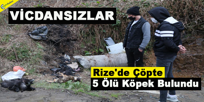 Rize'de Çöpte 5 Ölü Köpek Bulundu