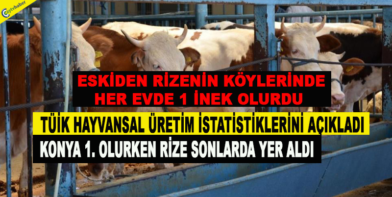 TÜİK HAYVANSAL ÜRETİM İSTATİSTİKLERİNİ AÇIKLADI , KONYA 1. OLURKEN RİZE SONLARDA YER ALDI