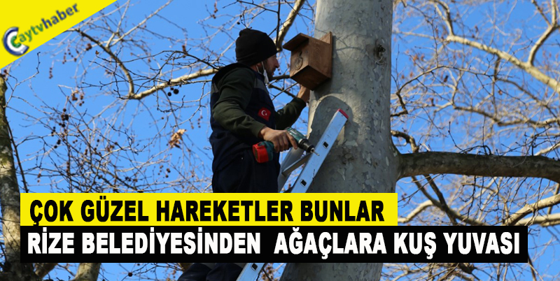 RİZE BELEDİYESİNDEN AĞAÇLARA KUŞ YUVASI