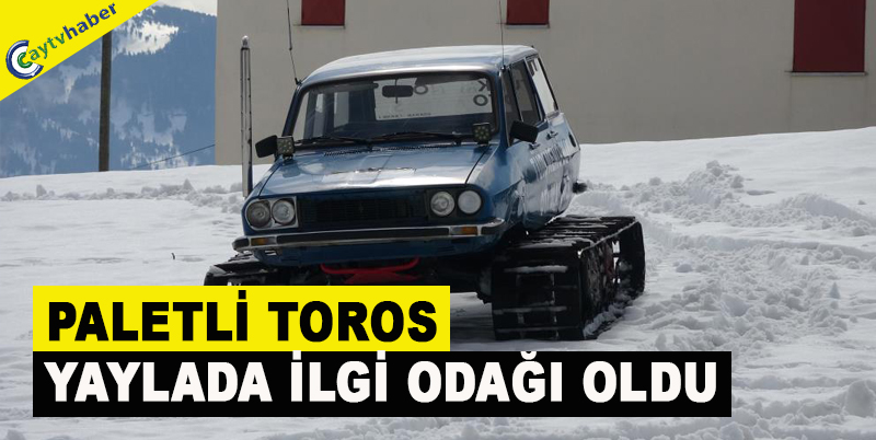 PALETLİ TOROS YAYLADA İLGİ ODAĞI OLDU