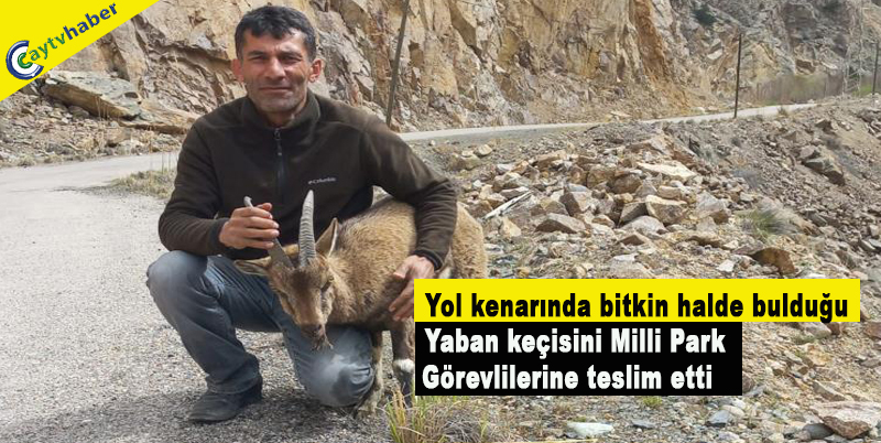 Yol kenarında bitkin halde bulduğu yaban keçisini Milli Park görevlilerine teslim etti