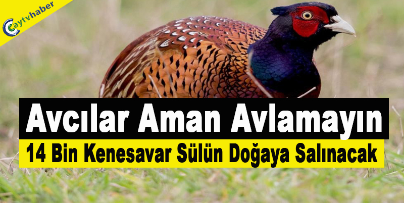 14 Bin Kenesavar Sülün Doğaya Salınacak , Avcılar Aman Avlamayın