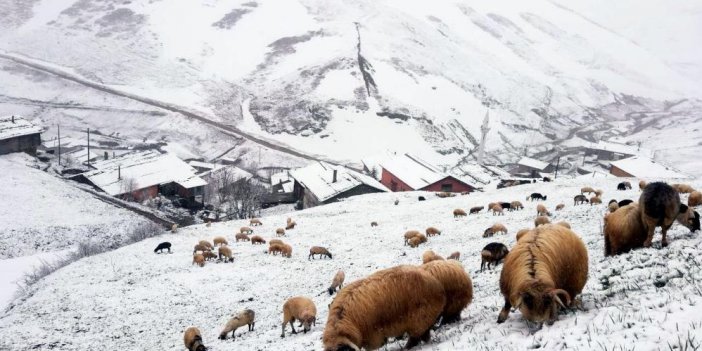 Bayburt - Trabzon arasındaki yaylalarda kar yağışı etkili oldu
