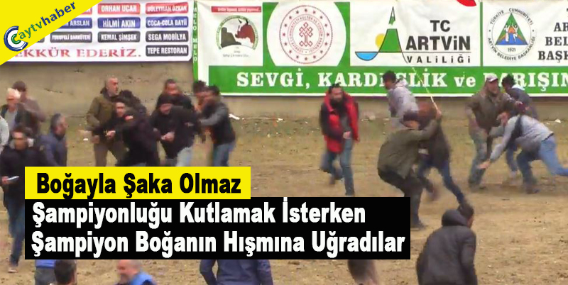 Boğayla Şaka Olmaz , Şampiyonluğu Kutlamak İsterken Şampiyon Boğanın Hışmına Uğradılar