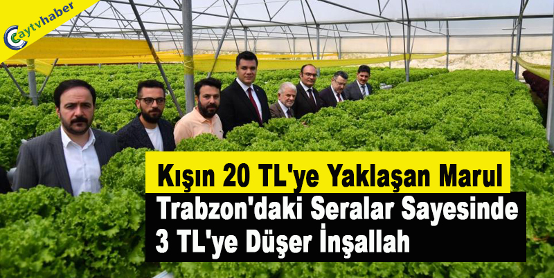 Kışın 20 TL'ye Yaklaşan Marul Trabzon'daki Seralar Sayesinde 3 TL'ye Düşer İnşallah