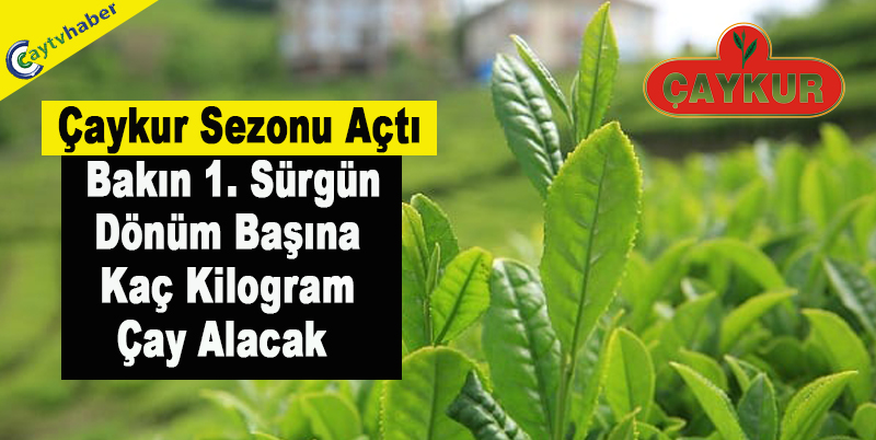 Çaykur Sezonu Açtı , Bakın 1. Sürgün Dönüm Başına Kaç Kilogram Çay Alacak