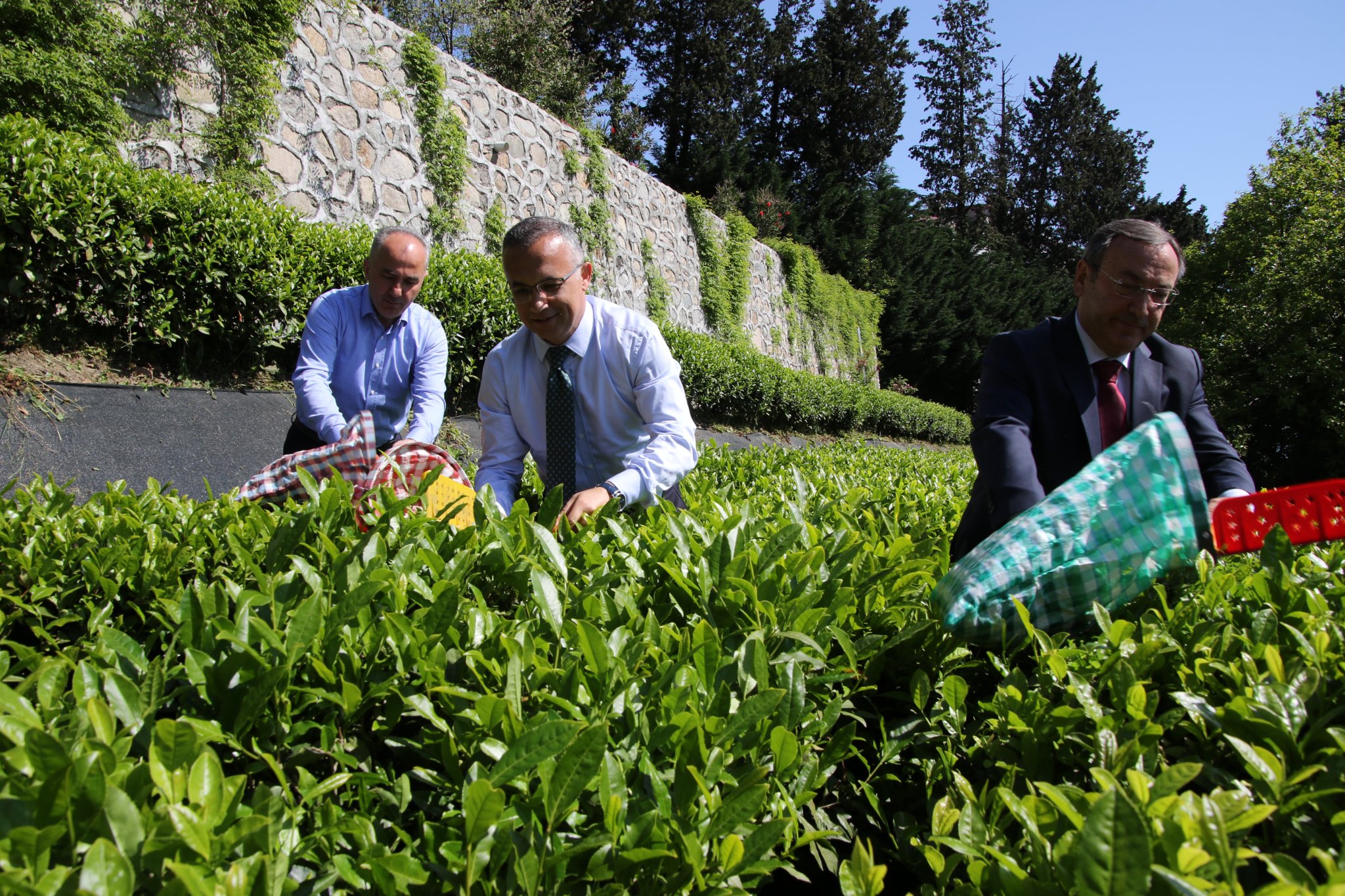 Rize protokolü Çay Toplamada Yarıştı , Protokol Çay Bahçesinde