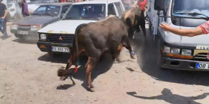 Artvin’de Boğalar Park Halindeki Bazı Araçlara Zarar Verdi
