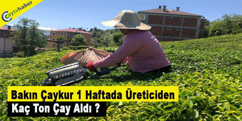Bakın Çaykur 1 Haftada üreticiden Kaç Ton Çay Aldı ?