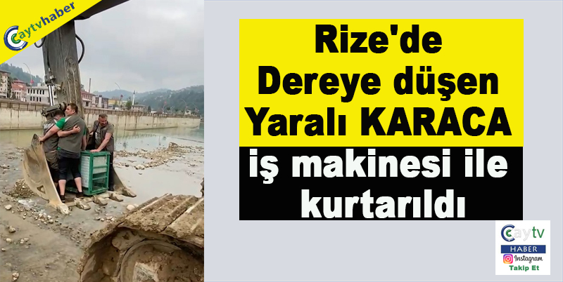 Rize'de Dereye düşen yaralı KARACA iş makinesi ile kurtarıldı