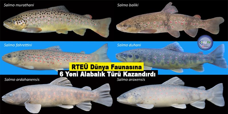 RTEÜ Dünya Faunasına 6 Yeni Alabalık Türü Kazandırdı