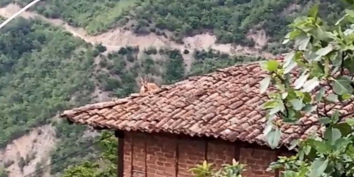 Artvinde Dağ keçisi bu kez çatıya çıktı