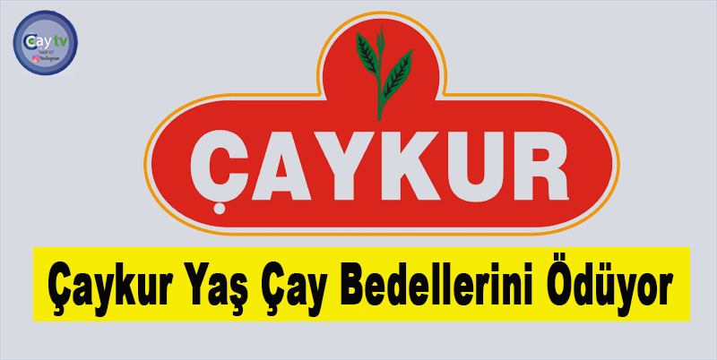 Çaykur Yaş Çay Bedellerini Ödüyor