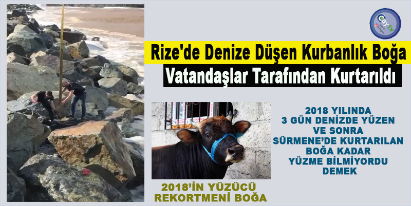 Rize'de Denize düşen kurbanlık boğa vatandaşlar tarafından kurtarıldı