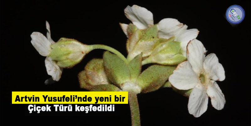Artvin Yusufeli’nde yeni bir çiçek türü keşfedildi