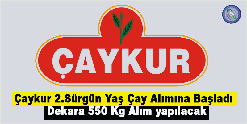 Çaykur 2.Sürgün Yaş Çay Alımına Başladı , Dekara 550 Kg Alım yapılacak