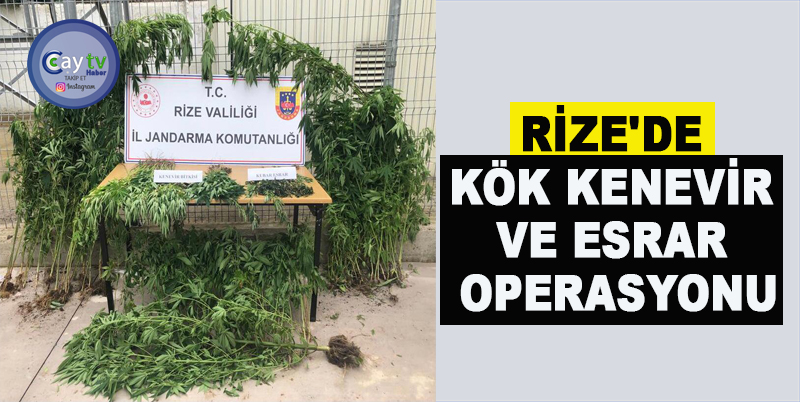 RİZE'DE KÖK KENEVİR VE ESRAR OPERASYONU