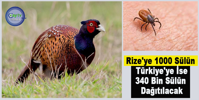 Rize'ye 1000 Sülün , Türkiye'ye İse 340 Bin Sülün Dağıtılacak