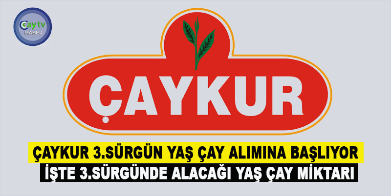 ÇAYKUR 3.SÜRGÜN YAŞ ÇAY ALIMINA BAŞLIYOR , İŞTE 3.SÜRGÜNDE ALACAĞI YAŞ ÇAY MİKTARI