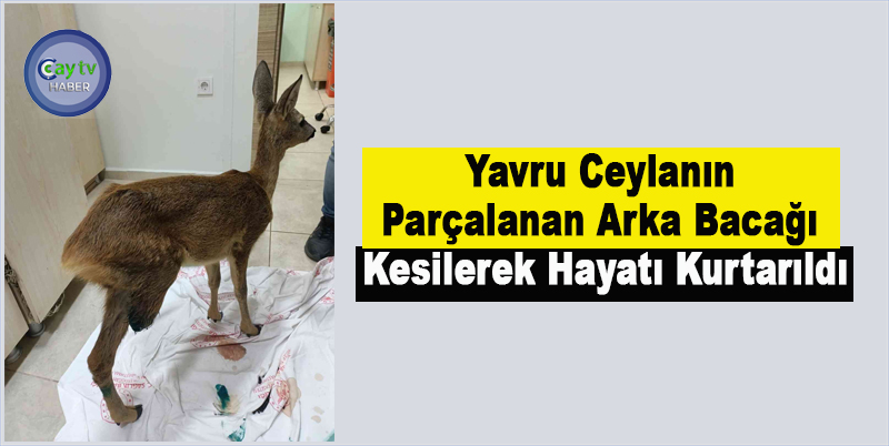 Yavru Ceylanın Parçalanan Arka Bacağı Kesilerek Hayatı Kurtarıldı