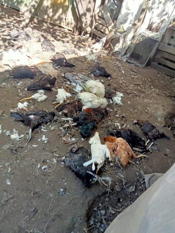 ARTVİN ARHAVİ'DE SOKAK KÖPEKLERİ KÜMESTE BULUNAN 80 TAVUĞU TELEF ETTİ