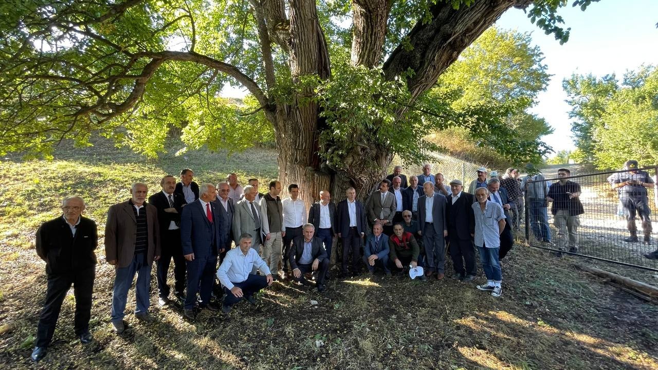 ARTVİN’DE BULUNAN DÜNYANIN EN YAŞLI ARMUT AĞACINDA MEYVE HASADI YAPILDI