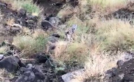 ERZURUM'UN OLUR İLÇESİNDEKİ DAĞLIK ALANDA, ENDER GÖRÜLEN KEDİ TÜRLERİNDEN VAŞAK GÖRÜNTÜLENDİ