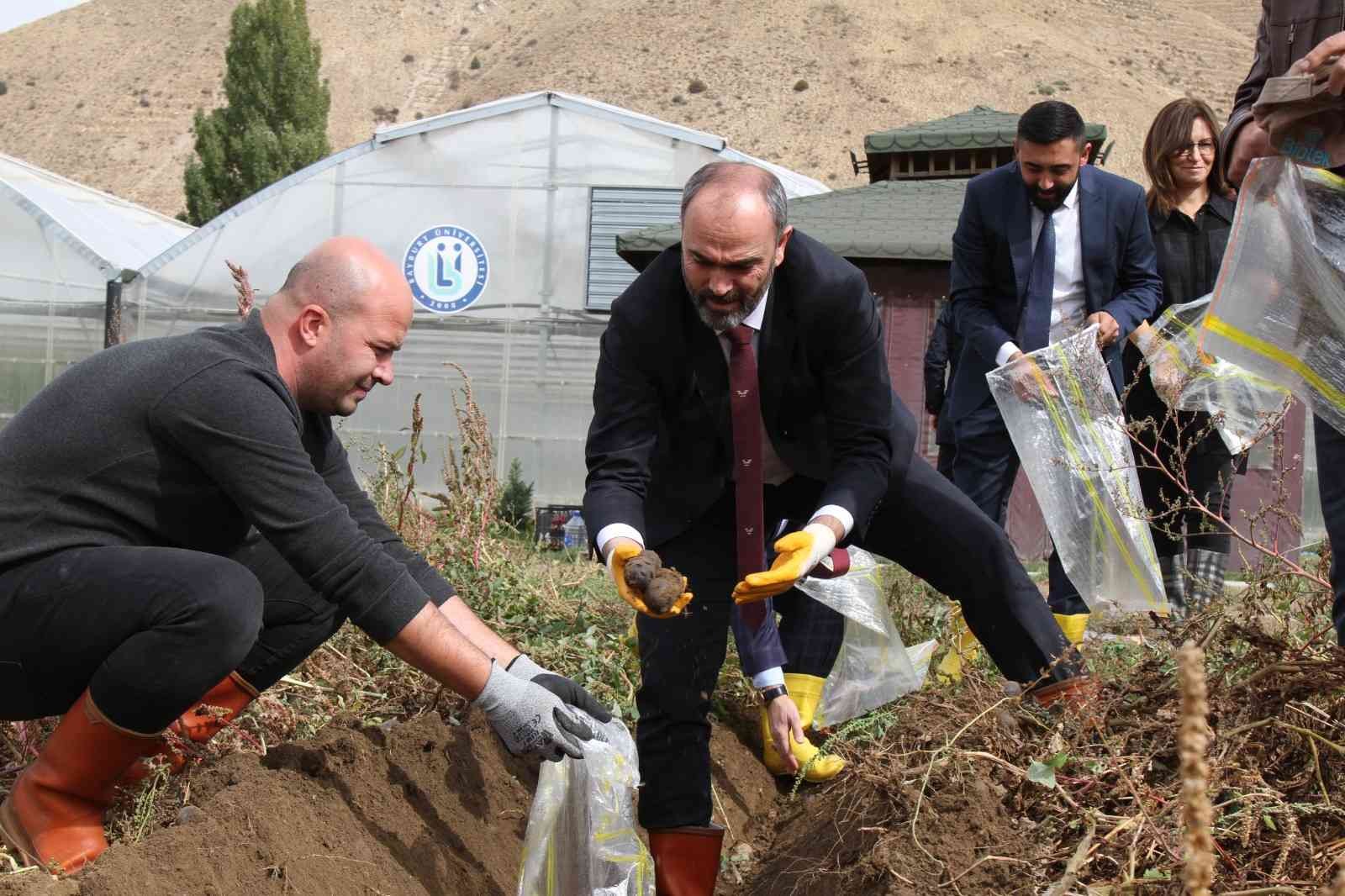 BAYBURT ÜNİVERSİTESİ UYGULAMA VE ARAŞTIRMA SAHASINDA EKİMİ YAPILAN MOR PATATES, HASAT EDİLDİ