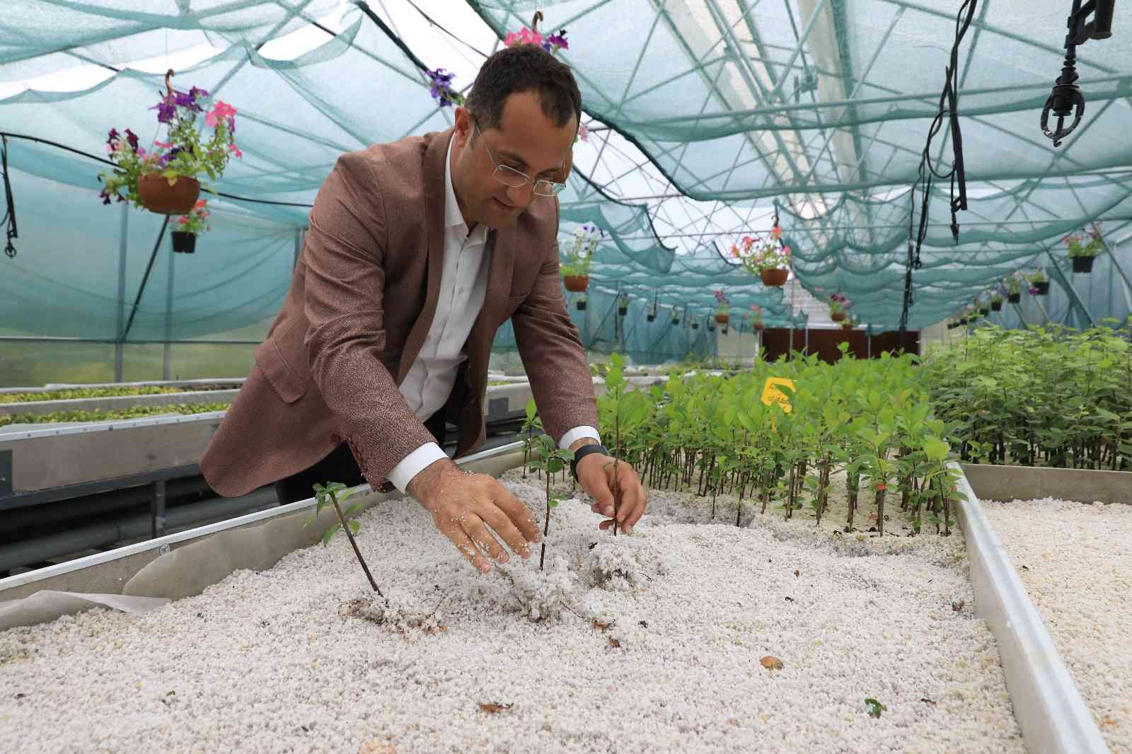 TRABZON'UN AKÇAABAT İLÇE BELEDİYESİ , KENDİ KURDUĞU SERALAR SAYESİNDE HEM KENDİ İHTİYACINI KARŞILIYOR HEMDE BÖLGEDEKİ ÇİFTÇİLERİN FİDAN İHTİYACINI KARŞILIYOR