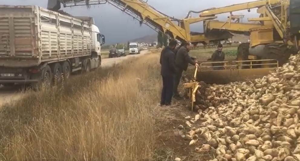 BAYBURT'TA DİKİMLERİ YAPILAN ŞEKER PANCARI HASADI BAŞLADI. BU YIL HEDEFLENEN ŞEKER PANCARI ÜRETİMİ 100 BİN TON