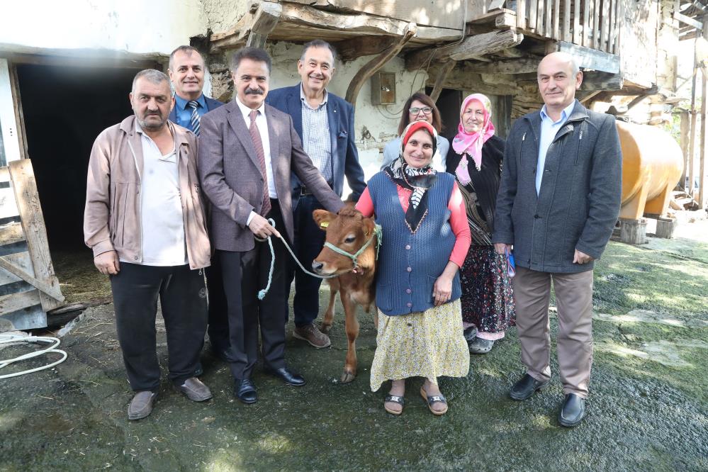 SAMSUN ATAKUM'DA JERSEY PROJESİ KAPSAMINDA İHTİYAÇ SAHİBİ 26 KADIN ÇİFTÇİYE VERİLEN DÜVELERDEN DOĞAN BUZAĞILAR YENİ SAHİPLERİNE TEK TEK TESLİM EDİLİYOR